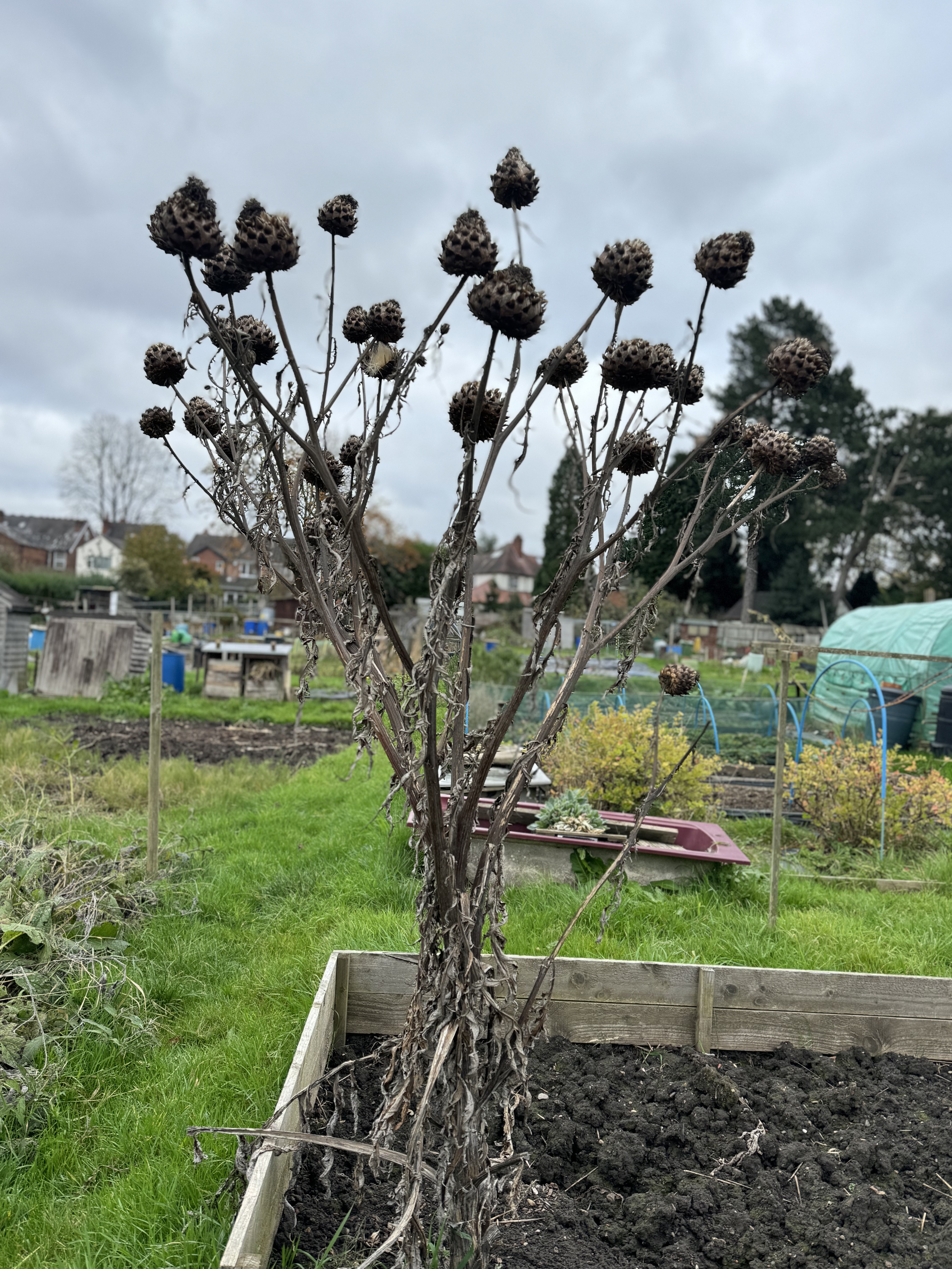 Artichoke seed heads against a wintery sky